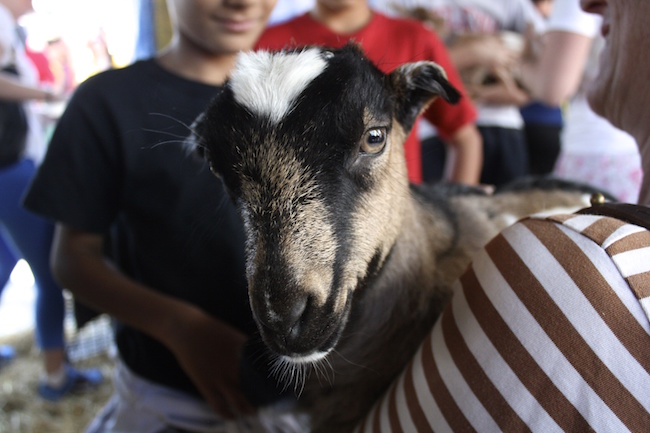 Photo from last year's Goat Festival by Amy Verhey