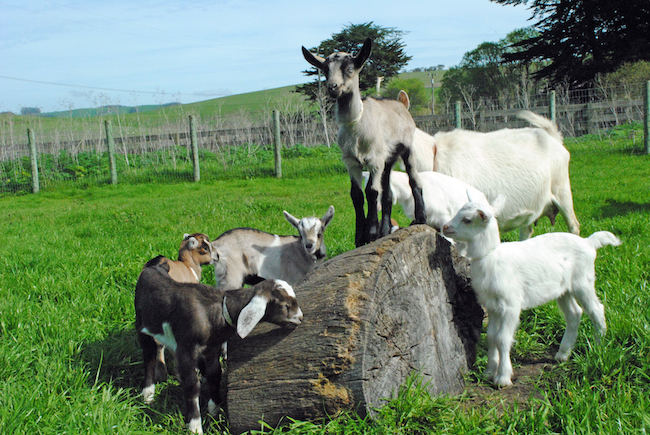 Goats from Toluma Farms. Photo courtesy of CUESA