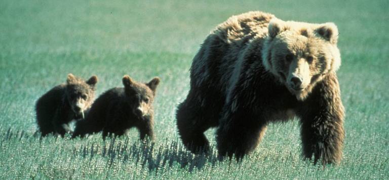 Bringing the grizzly bear back to California