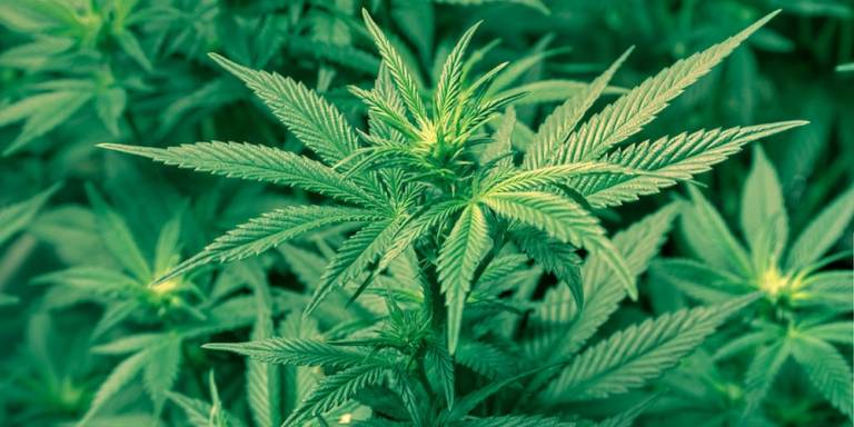 Puff: How the fires affect the cannabis industry