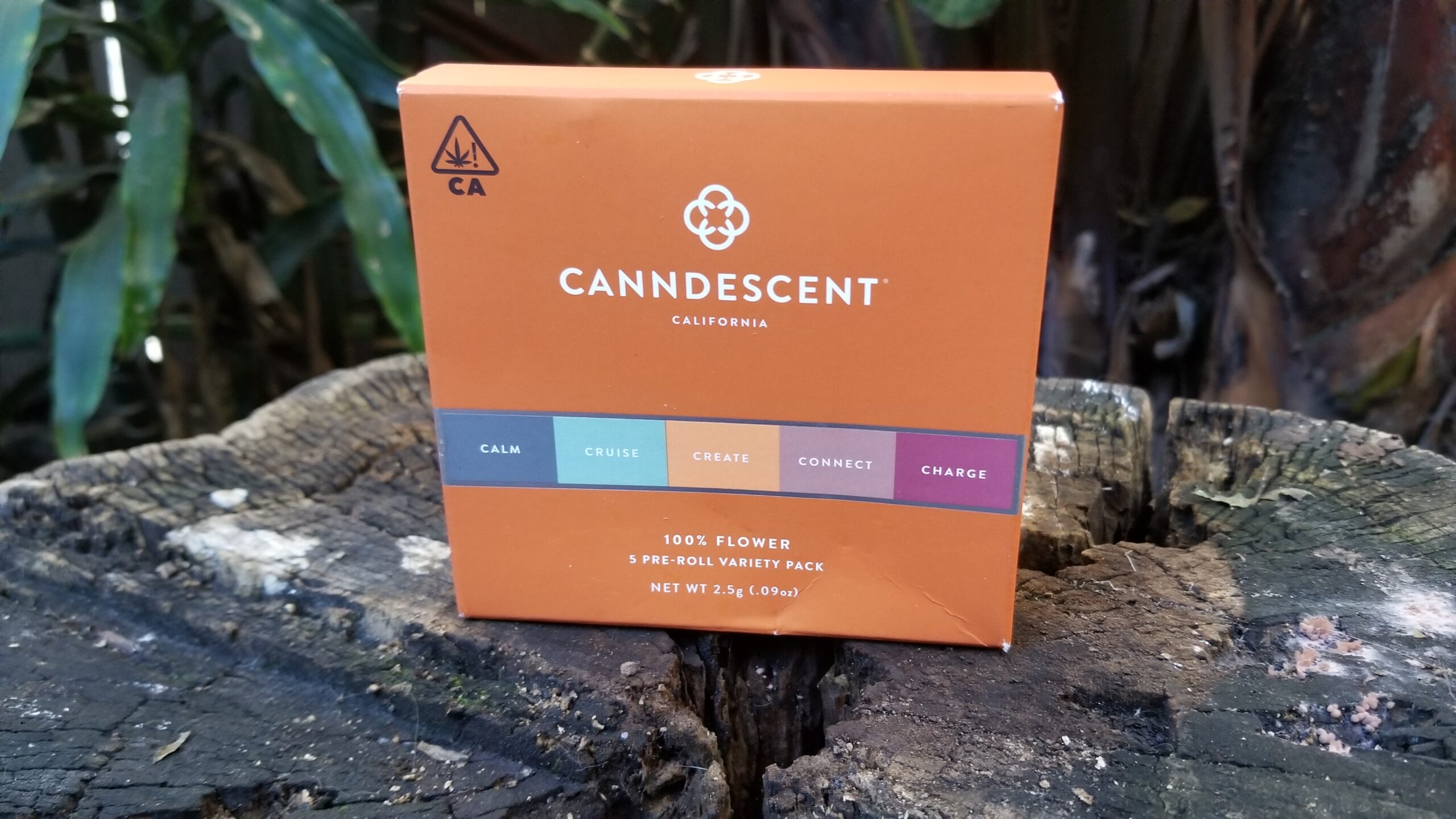 canndescent 1 scaled