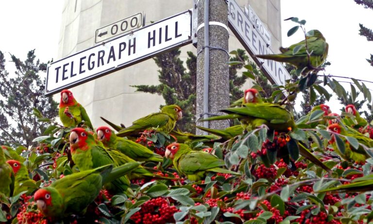 ‘The Wild Parrots of Telegraph Hill’ fly again on local screens