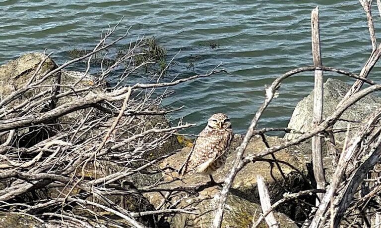 The death of a beloved wild burrowing owl may augur the next pandemic