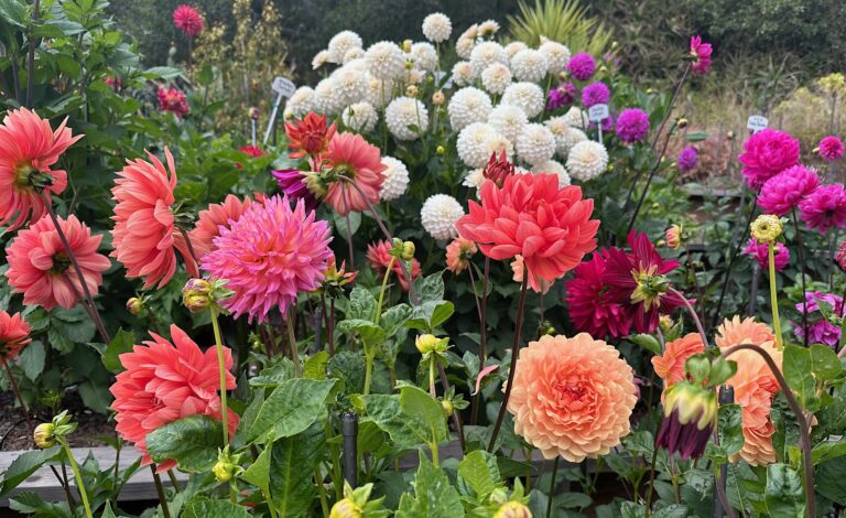The Dahlia Dell is popping off in Golden Gate Park