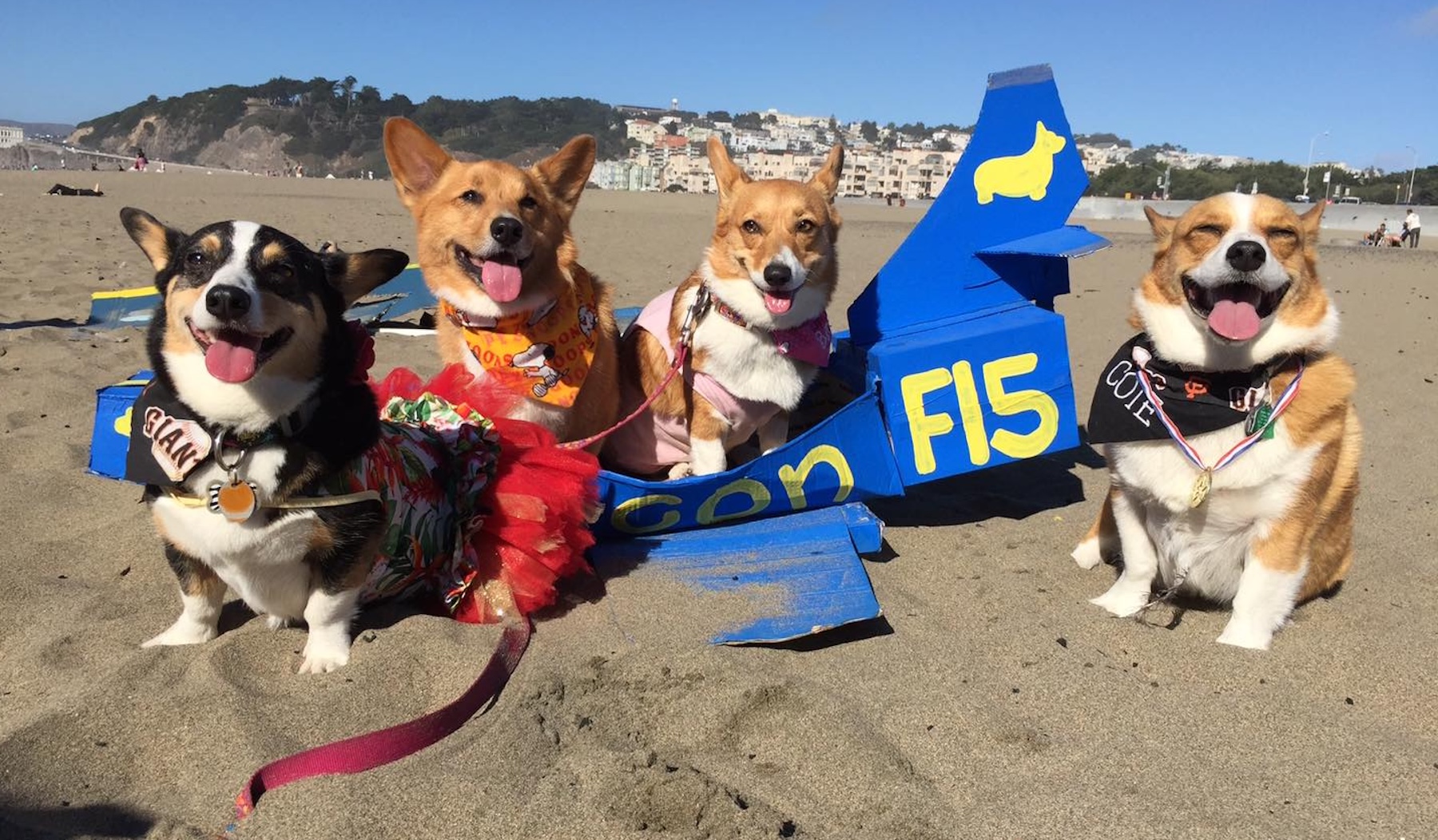 Best of the Bay 2025 Editors' Pick: Corgi Con - 48 hills