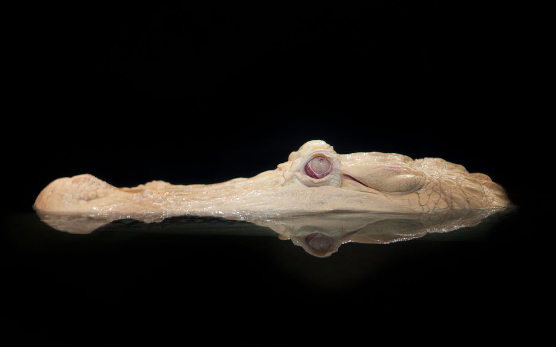 SF's most gallant 'gator celebrates 30 years since his hatch day - 48 hills