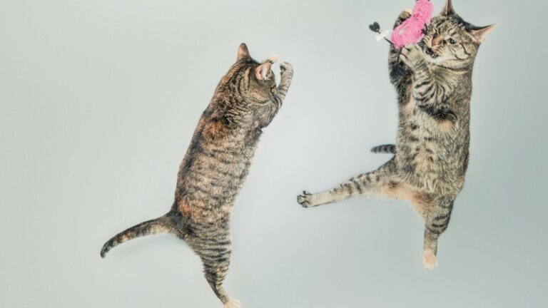 BIG WEEK: Cat Video Fest, Deaf Dance Fest, DJ Dan Tribute, Oakland Pride…